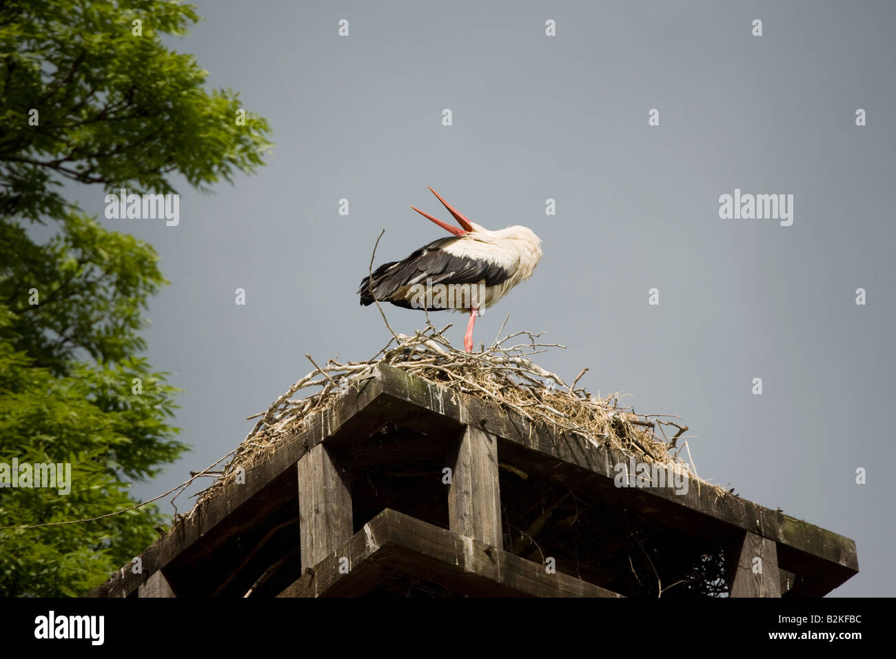 Una cicogna sul suo nido Foto Stock