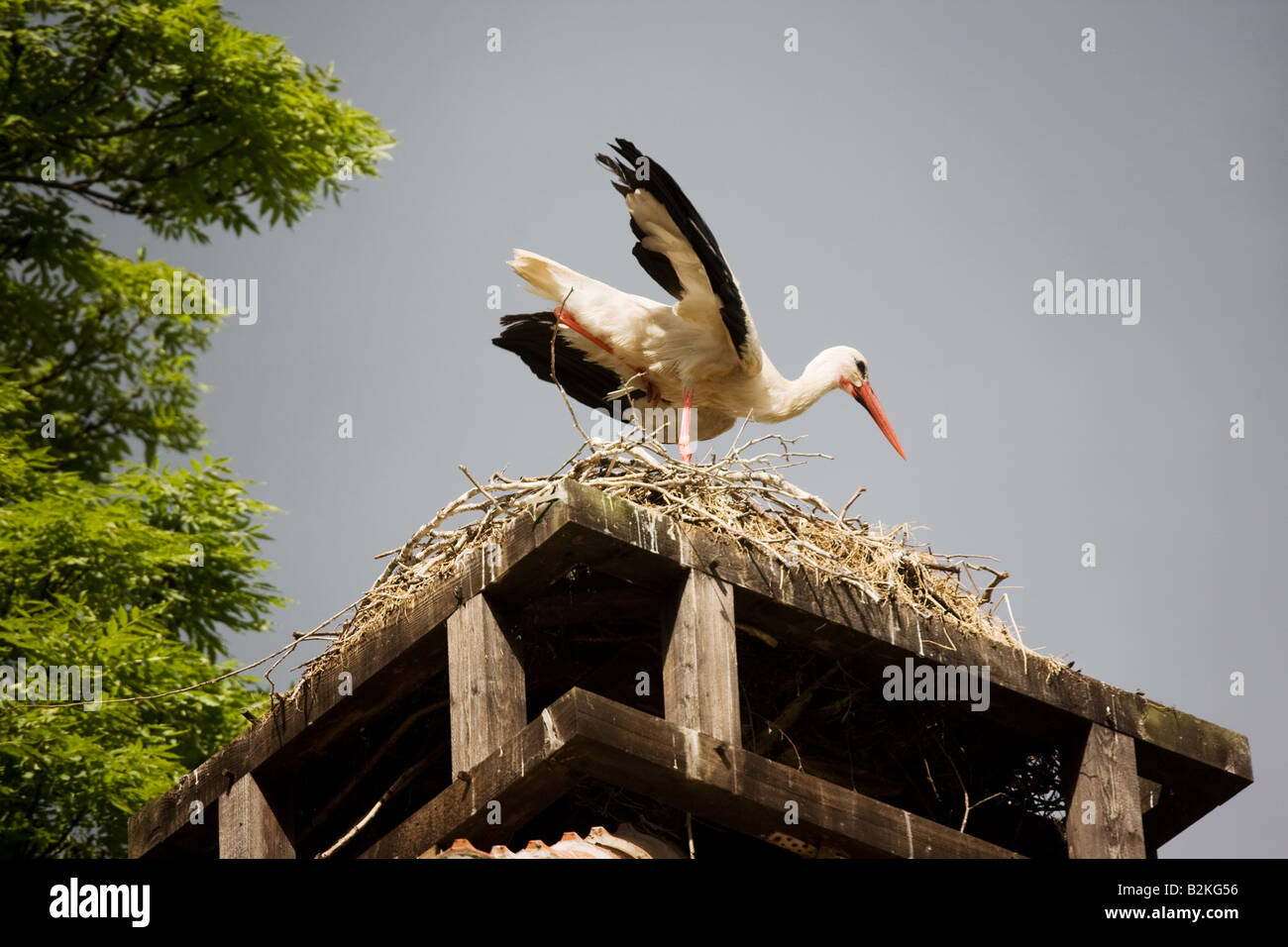 Una cicogna sul suo nido Foto Stock