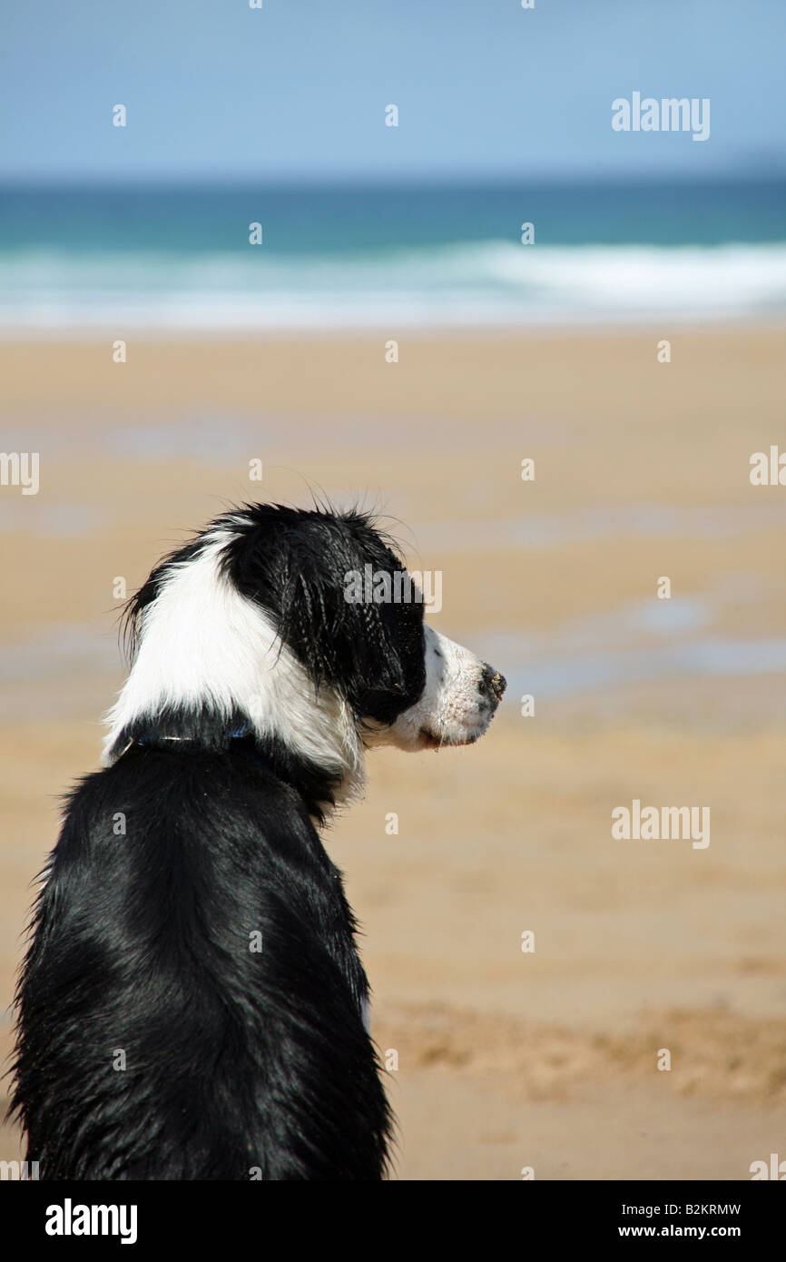 Mollie il Border Collie cane che guarda al mare su Watergate Bay Beach, Newquay Cornwall Foto Stock