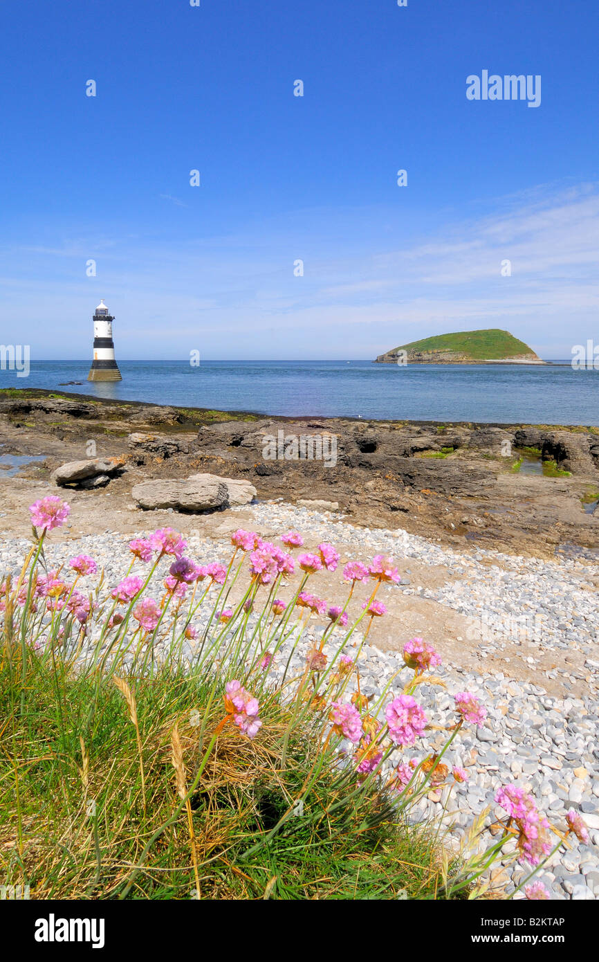 Mare parsimonia rosa sulla riva vicino al punto di Penmon faro fuori del Rocky e infido costa di Anglesey nel Galles del Nord Foto Stock