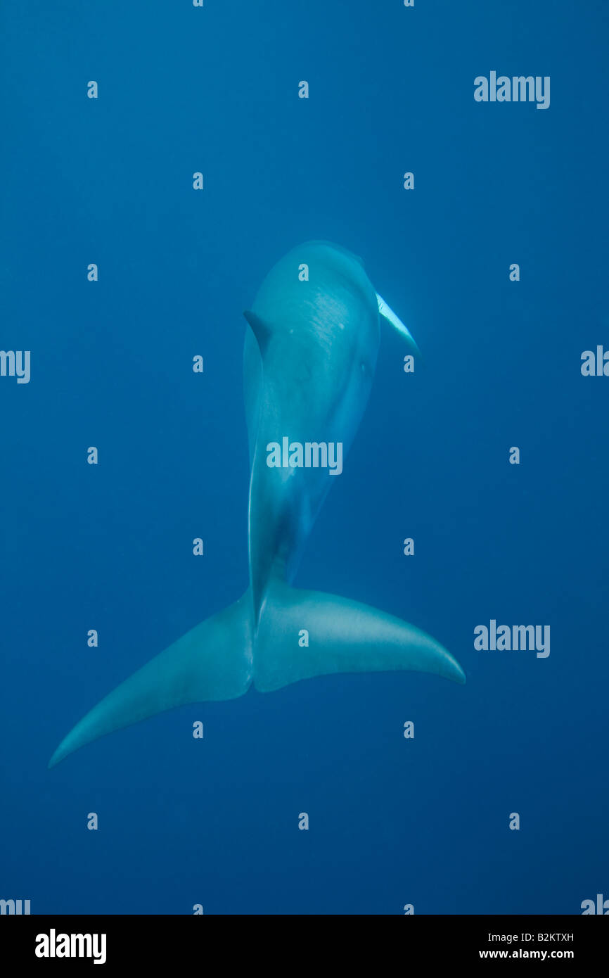 Dwarf Minke Whale Balaenoptera acutorostrata Grande Barriera Corallina in Australia coda subacquea Foto Stock