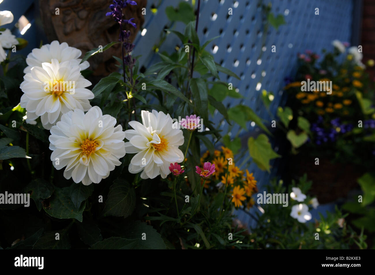 White dalie e miscelati varietali, lungo la mia moglie il muro del giardino Foto Stock