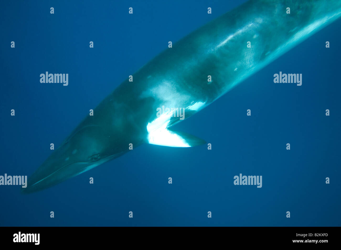 Dwarf Minke Whale Balaenoptera acutorostrata Grande Barriera Corallina in Australia immersioni subacquee Foto Stock