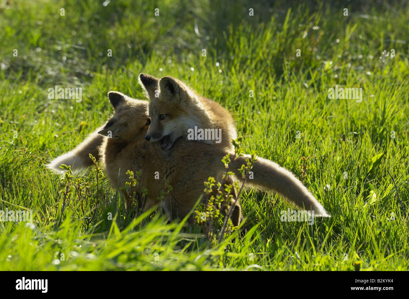 Baby retroilluminato volpi rosse a giocare Foto Stock