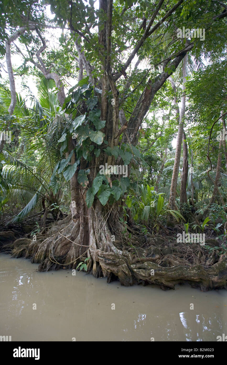 Swampblood alberi lungo il fiume indiano in Dominica s northern foreste pluviali Foto Stock