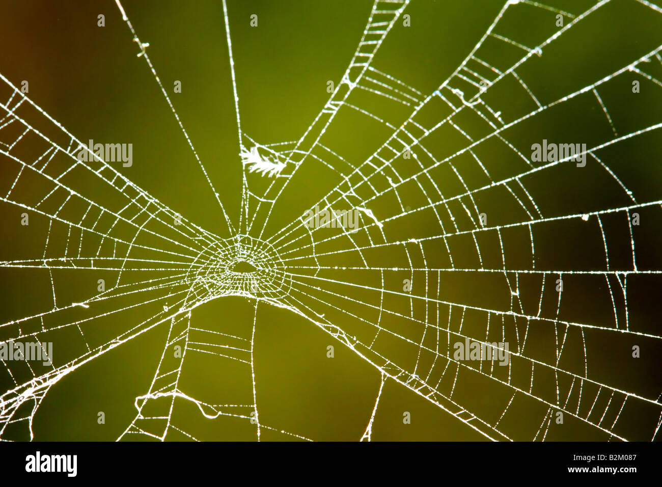 Spider Web ragnatela spidernet net teia de aranha Foto Stock