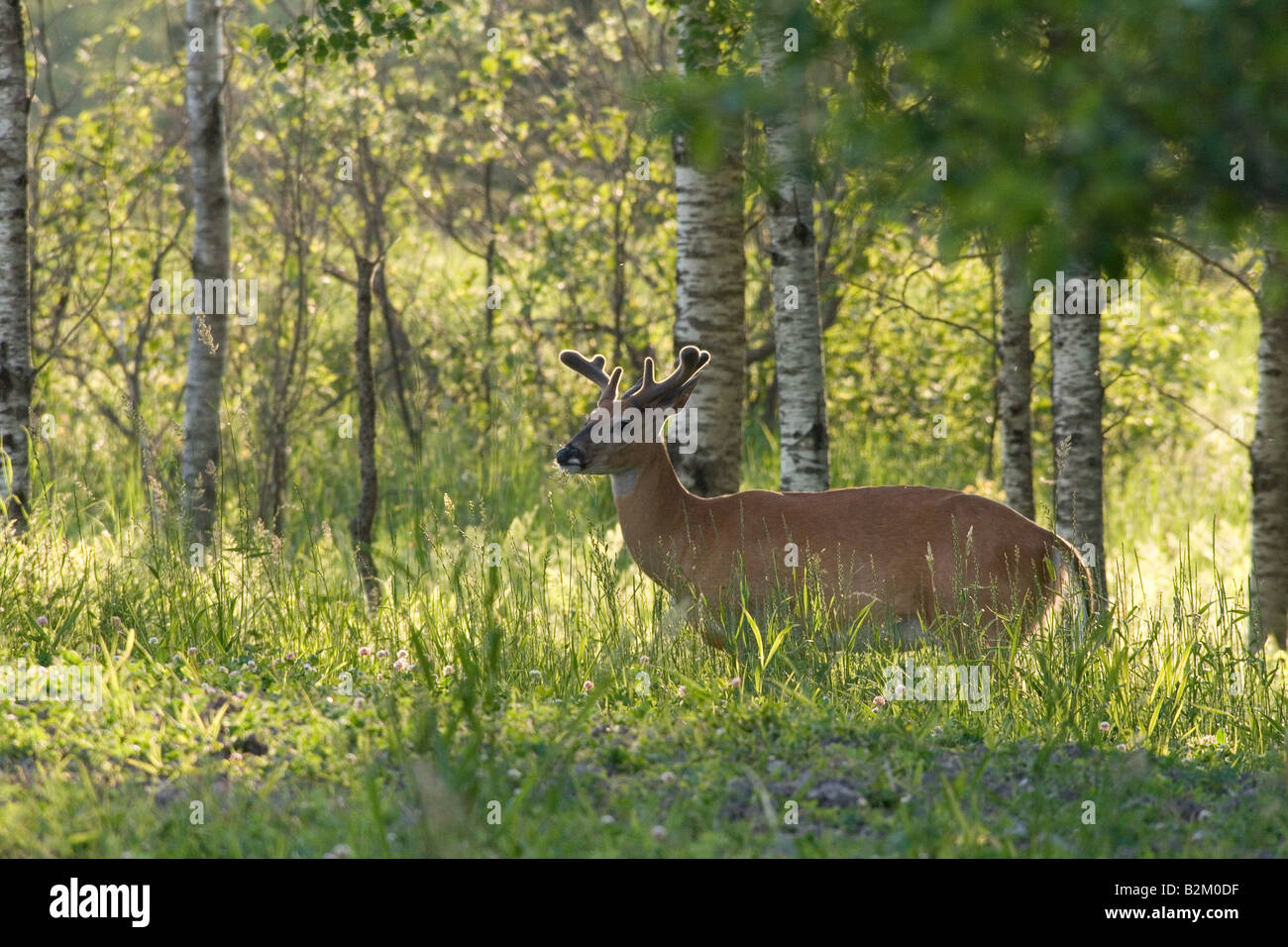 White Tailed buck in velluto Foto Stock