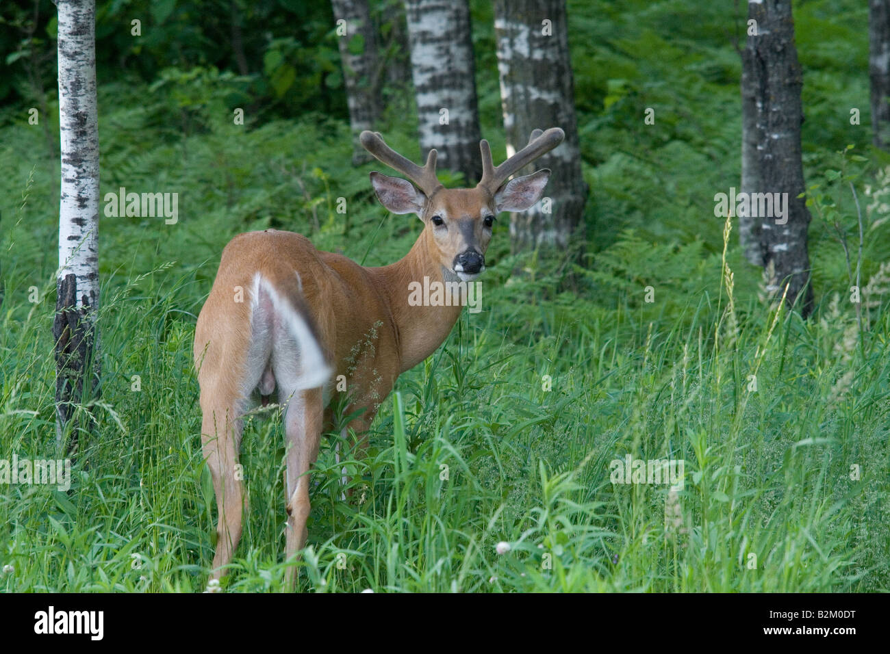 White Tailed buck in velluto Foto Stock