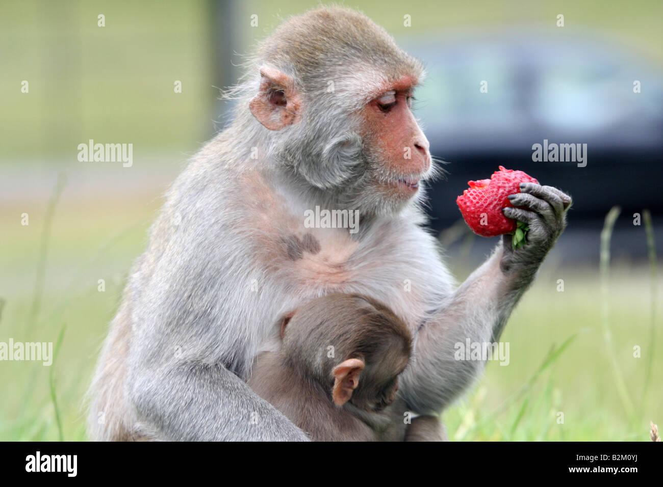 Femmina di scimmia rhesus con la sua giovane mangiare stawrberry Foto Stock