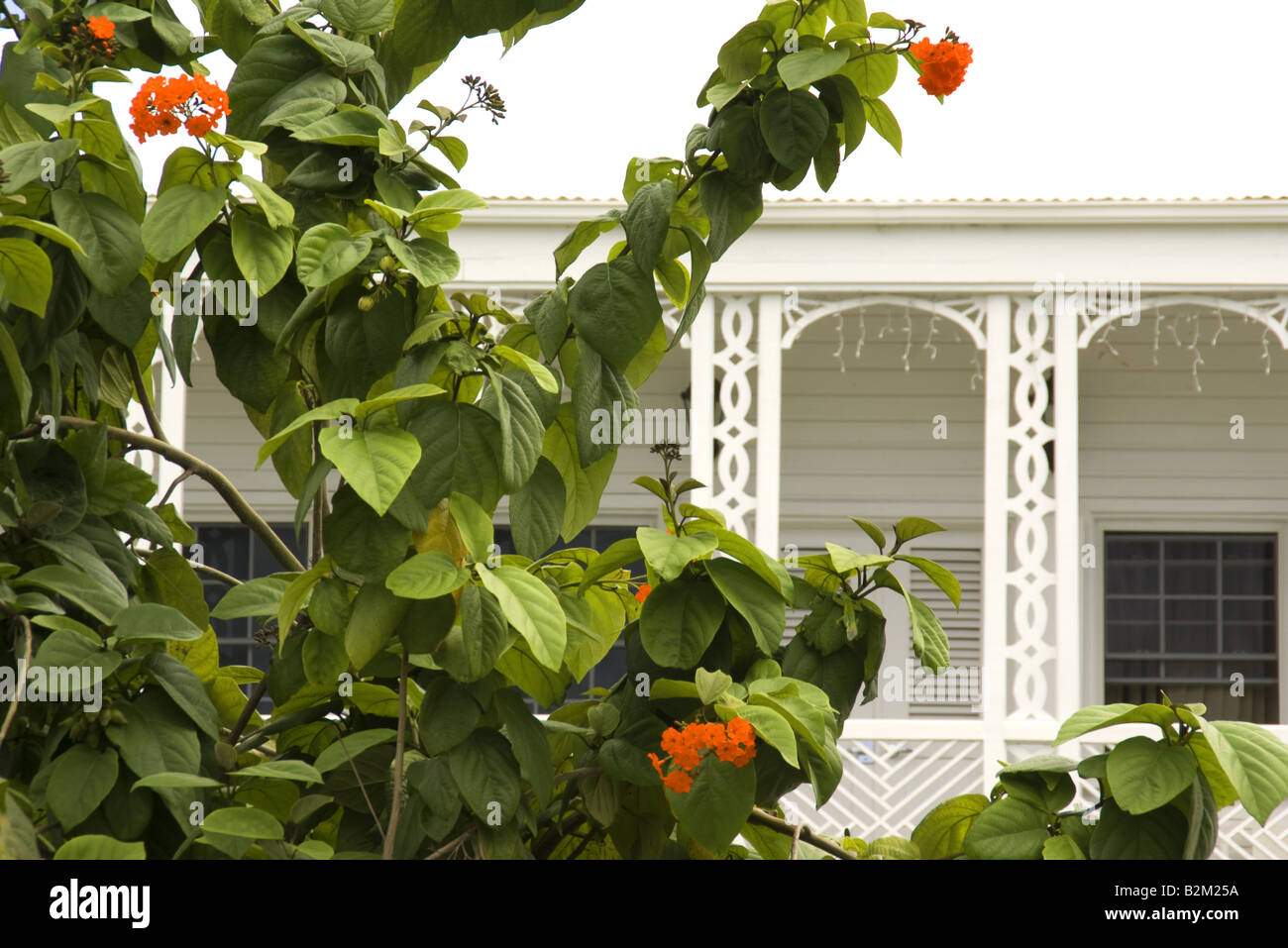 Basseterre, balcone architettura e la flora di Piazza Indipendenza, sull'isola caraibica di Saint Kitts Foto Stock