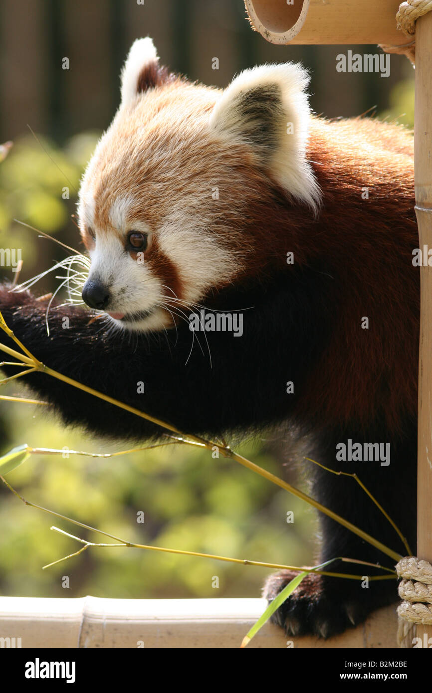 Panda rosso di mangiare il bambù Foto Stock