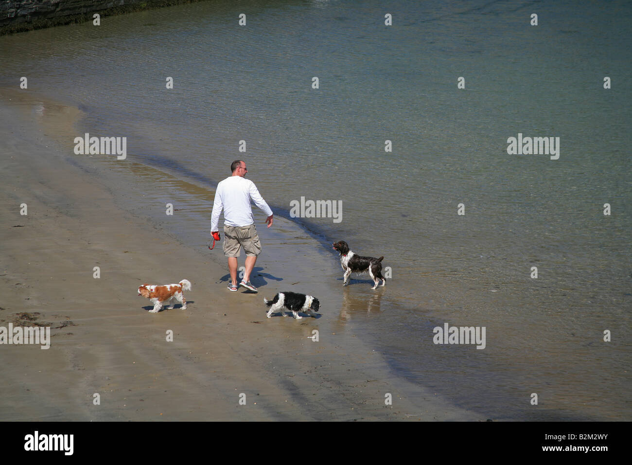 L uomo e i suoi cani giocare nell'acqua di Lyme Regis Harbour, Dorset, Regno Unito Foto Stock