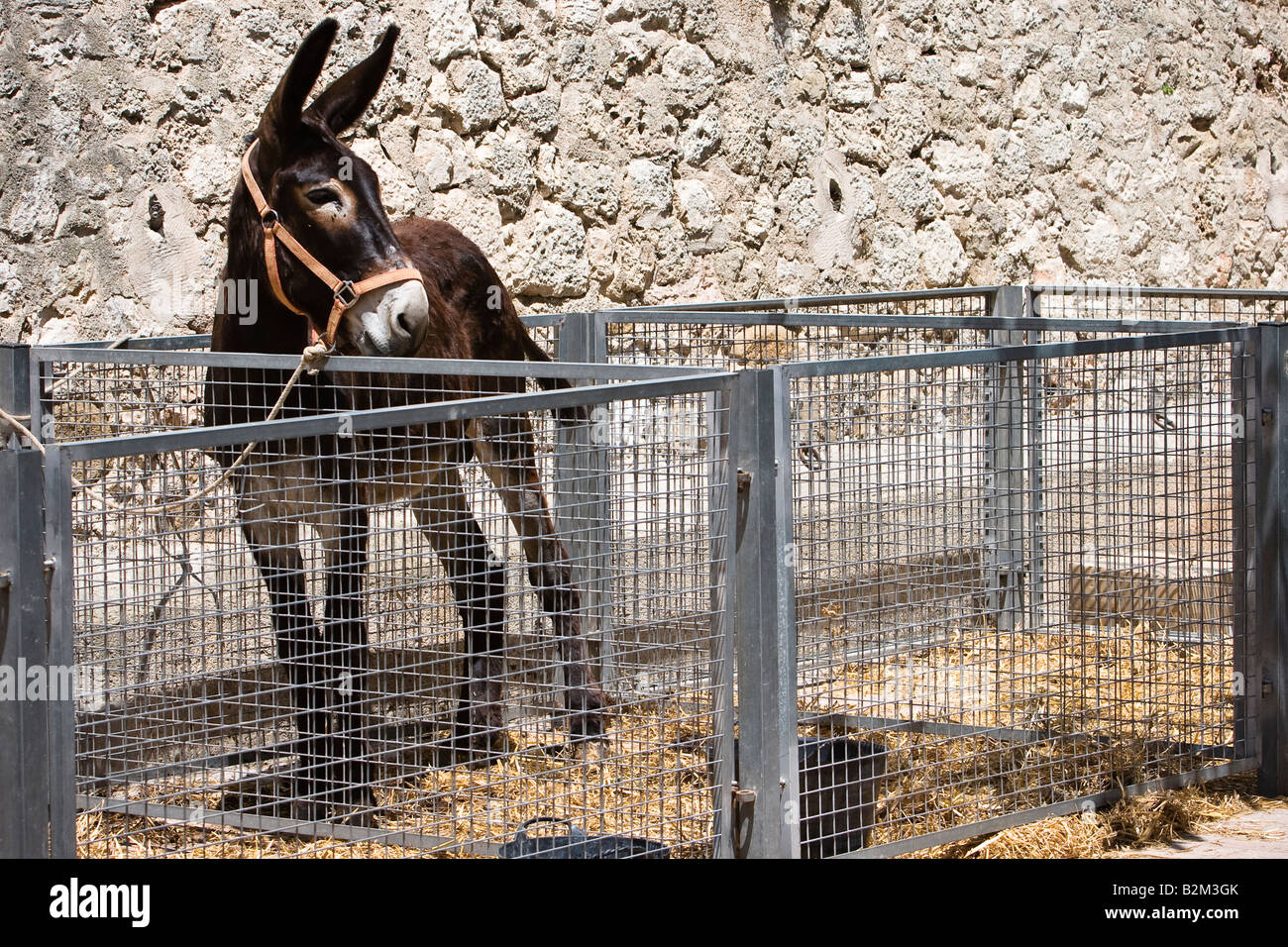 Donkey sorge in una gabbia sul farmer s market in Sineu, Maiorca, isole Baleari, Spagna Foto Stock