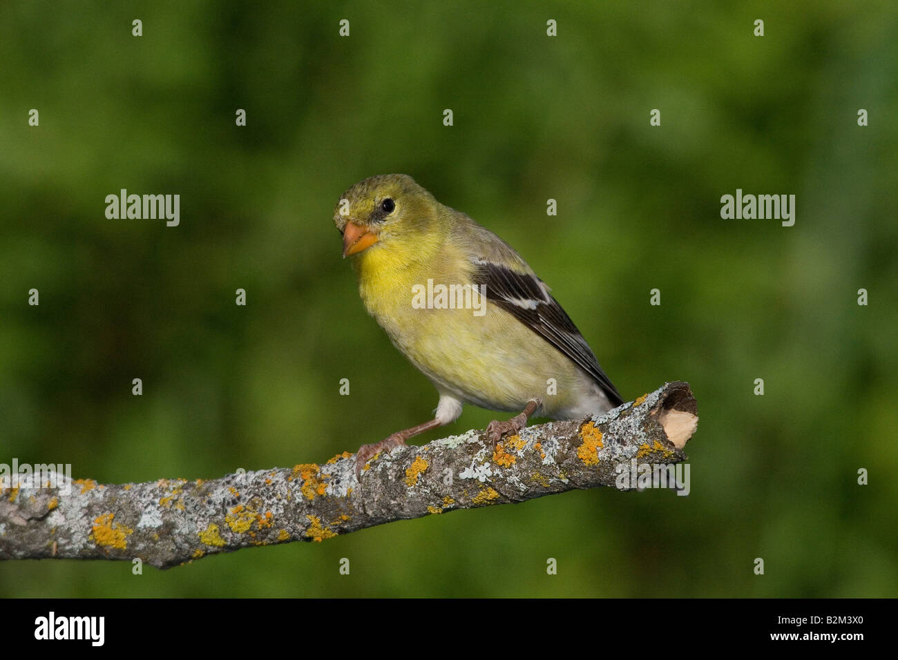 Femmina cardellino americano Foto Stock
