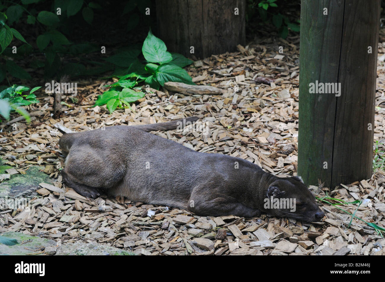 Fossa Cryptoprocta ferox Chessington Zoo Regno Unito Foto Stock