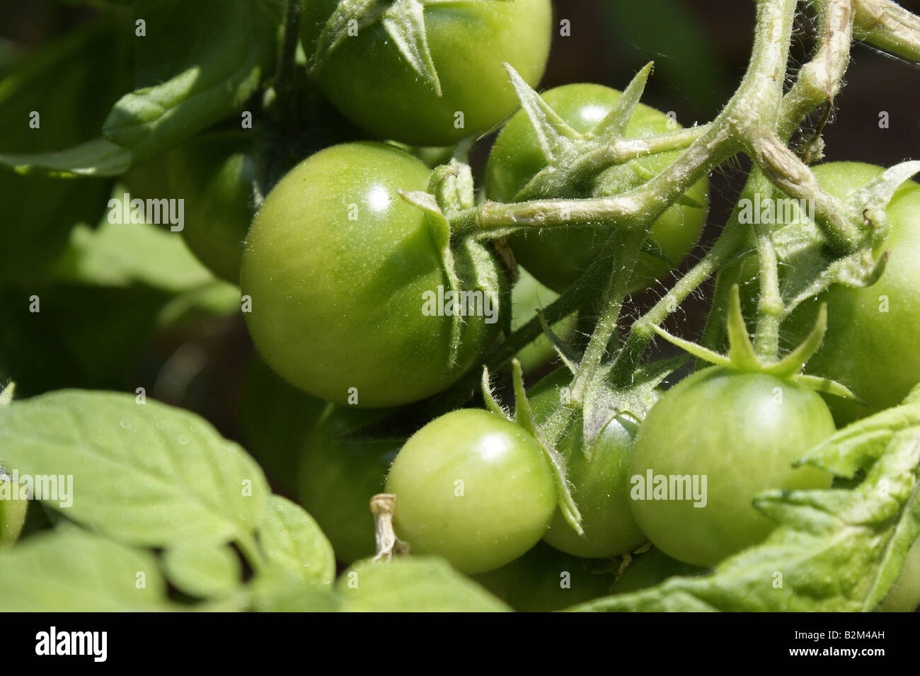 pomodori verdi Foto Stock