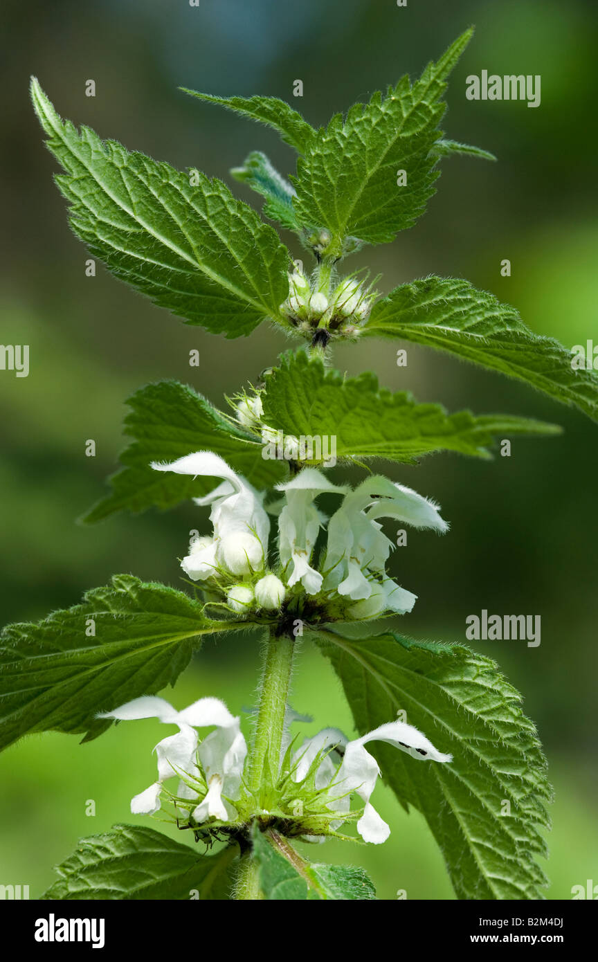 Morti Bianche ortica Lamium album testa di fiori Foto Stock