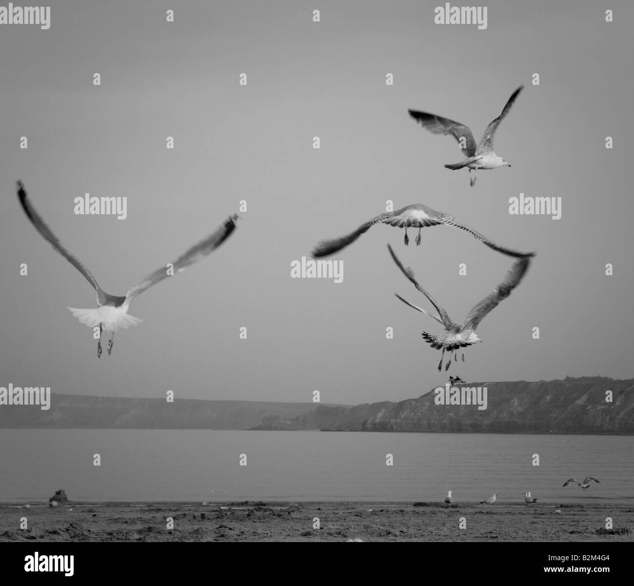 Modello astratto di gabbiani sfocati che volano in basso sulla spiaggia di Scarborough. REGNO UNITO Foto Stock
