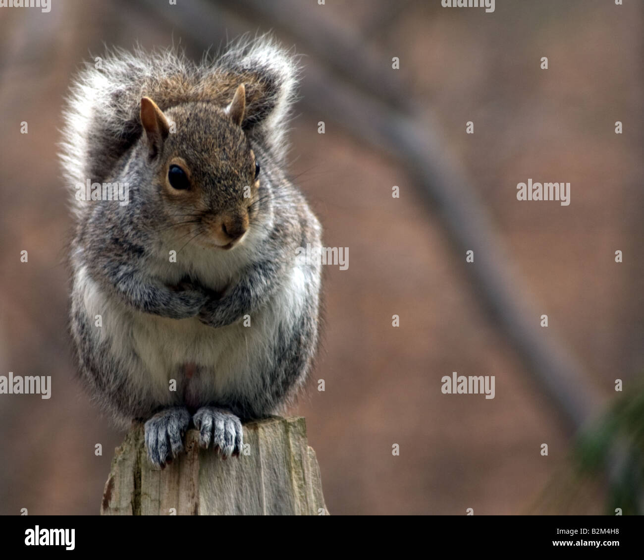 American scoiattolo grigio Foto Stock