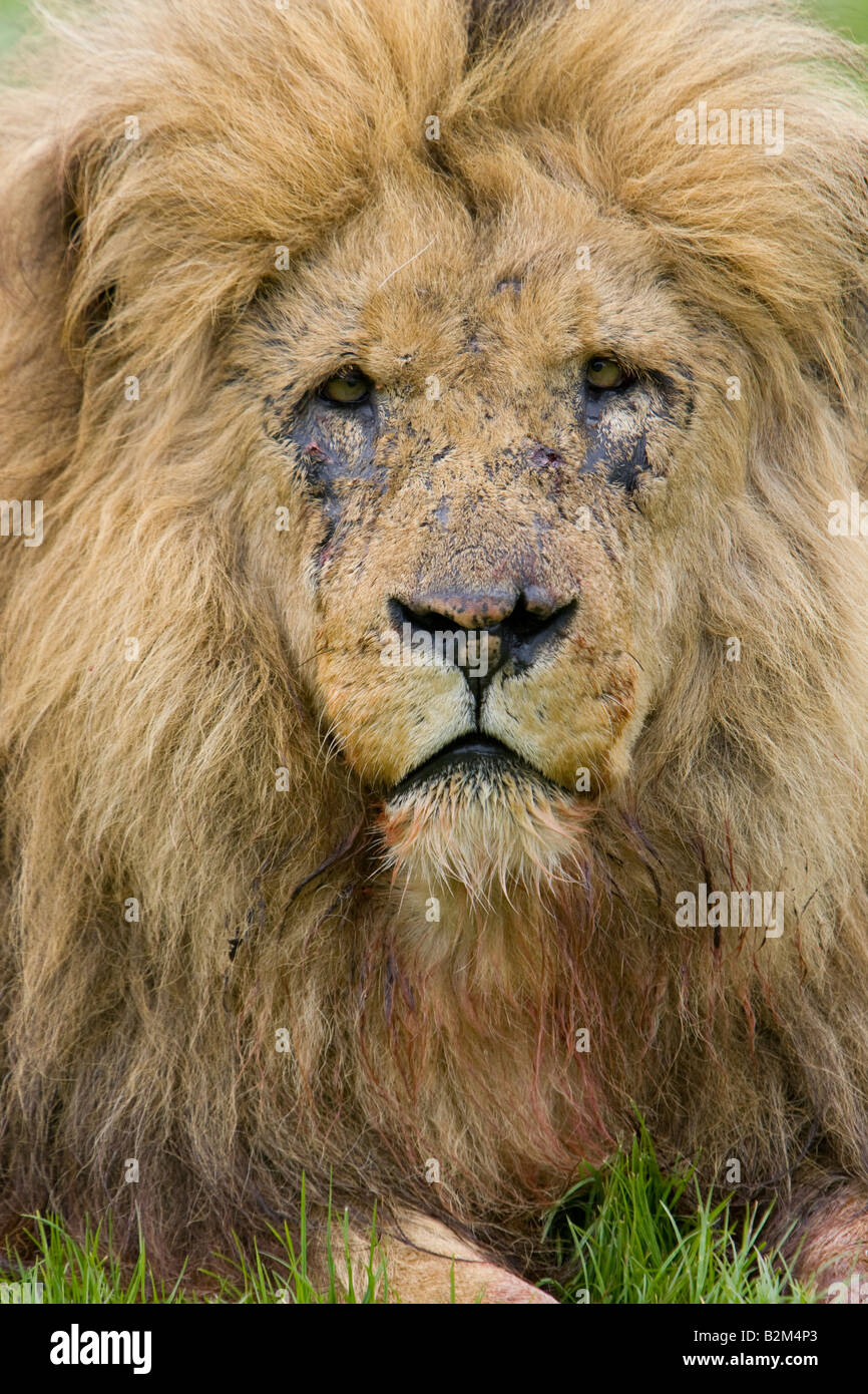 Close up colpo alla testa di leone maschio Foto Stock