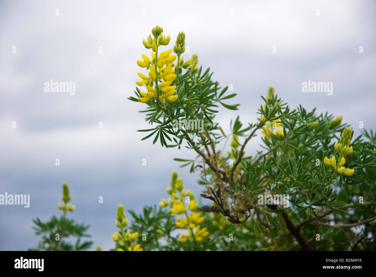 Albero giallo lupin Foto Stock