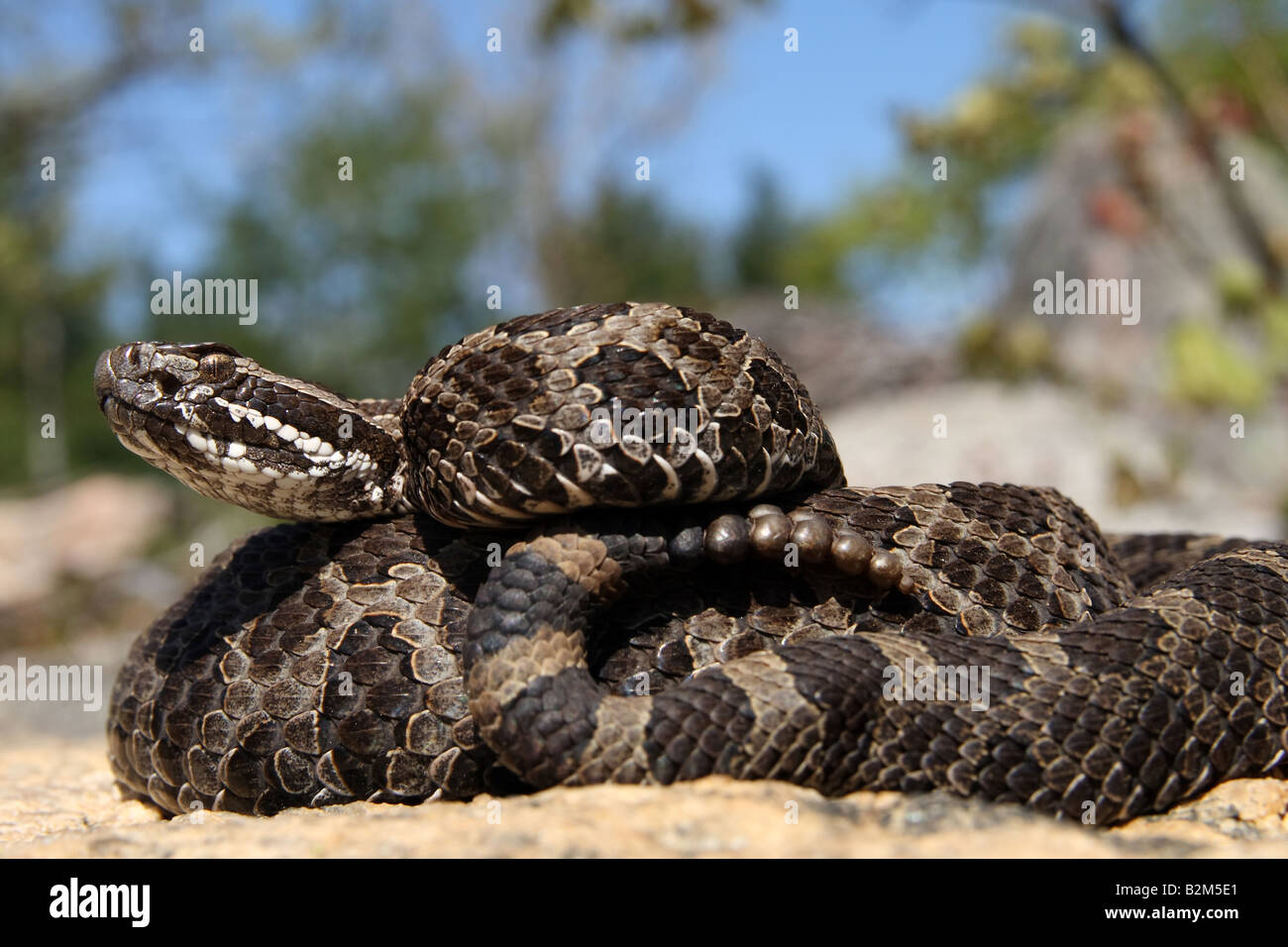 Orientale Rattlesnake Massasauga (Sistrurus catenatus catenatus) da Ontario, Canada Foto Stock