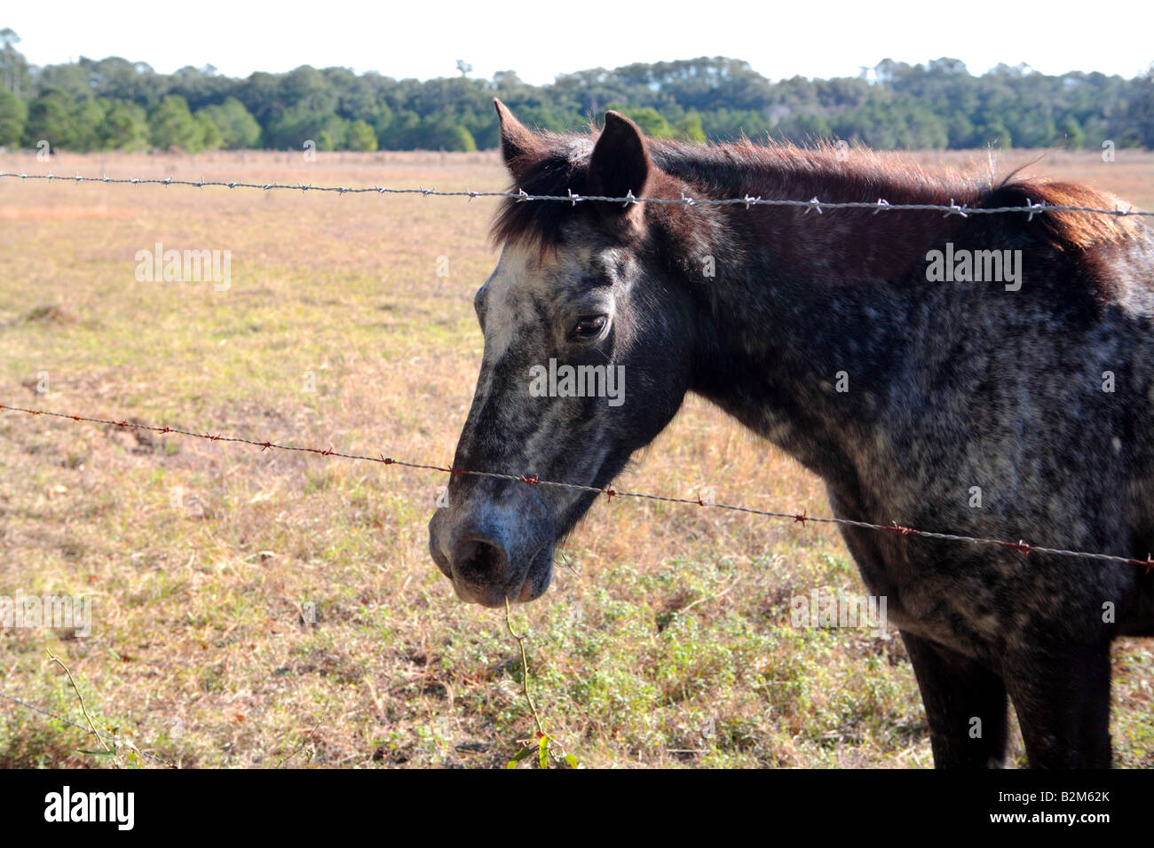 Cavallo vicino alla strada principale Su Cumberland Island GEORGIA USA Foto Stock