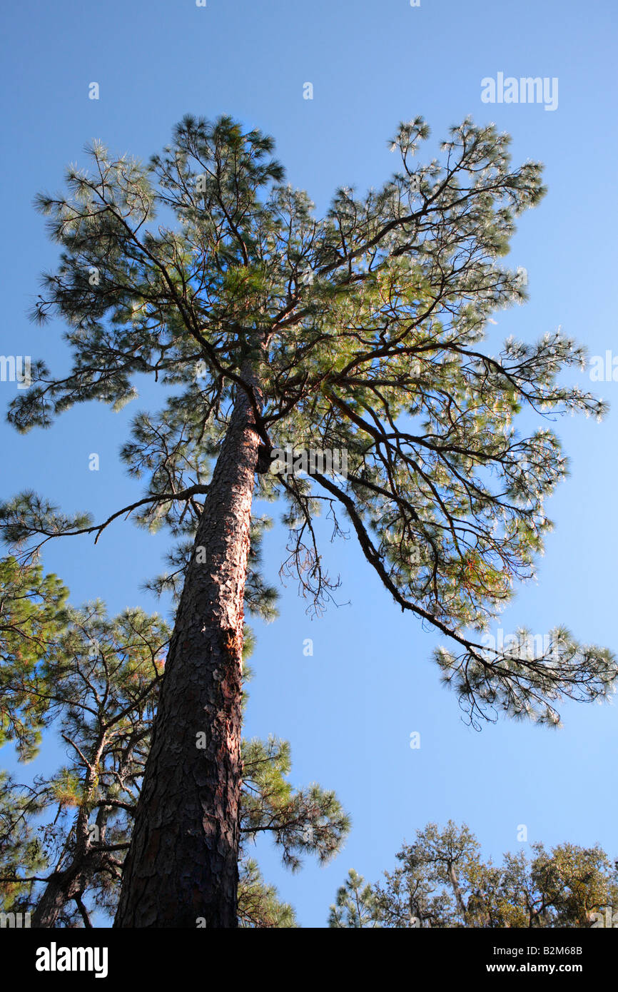 LOBLOLLY PINE TREE Pinus taesa Su Cumberland Island GEORGIA USA Foto Stock