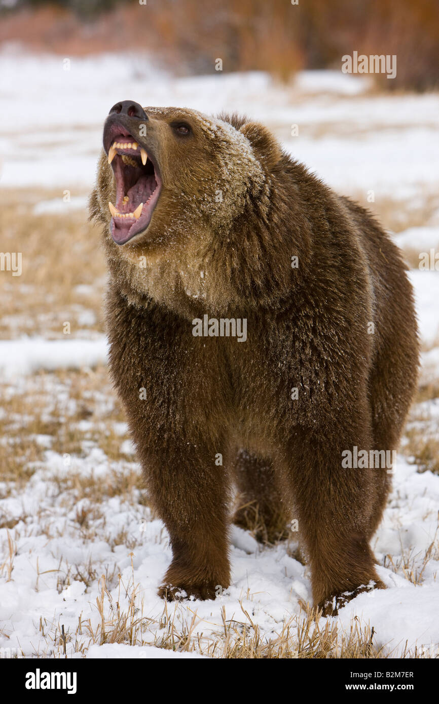 Orso grizzly che mostra i suoi denti. (Prigioniero) Foto Stock