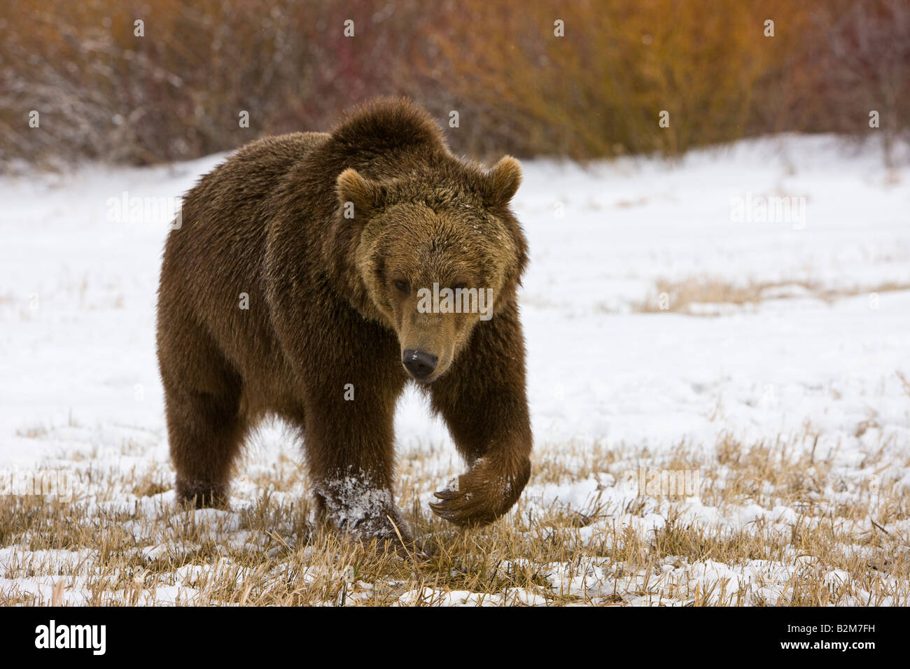 Un orso grizzly a piedi attraverso un prato nevoso. (Prigioniero) Foto Stock