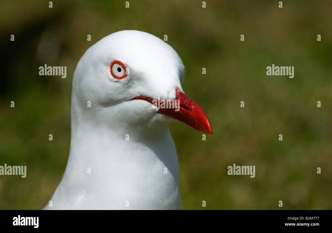 Tarapunga o Red-Billed Gull - Chroicocephalus scopulinus Foto Stock