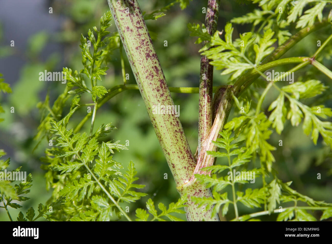 La cicuta peduncolo e lascia Conium maculatum Foto Stock