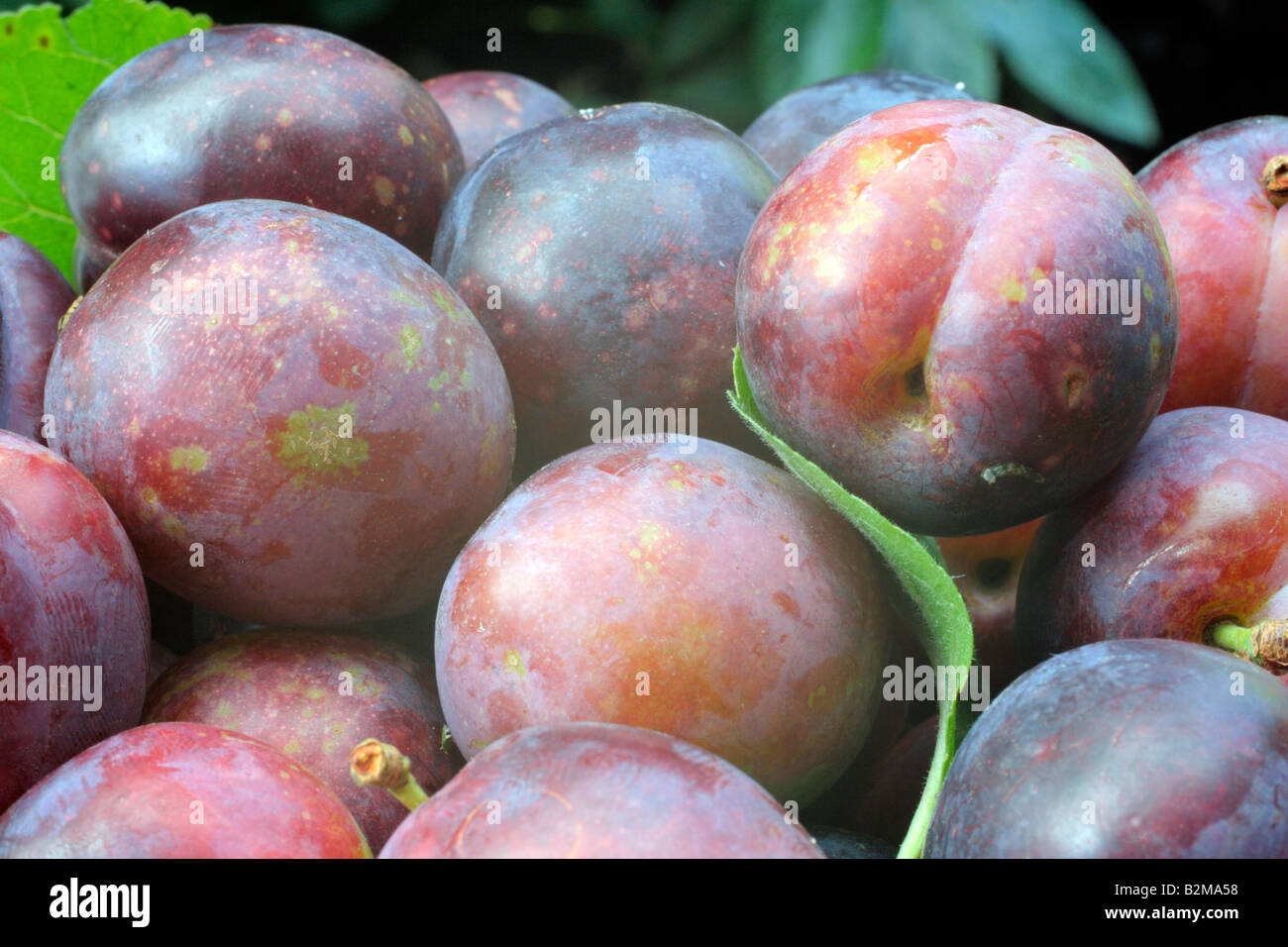 PRUNUS DOMESTICA CZAR AGM maturi frutti di prugne Foto Stock