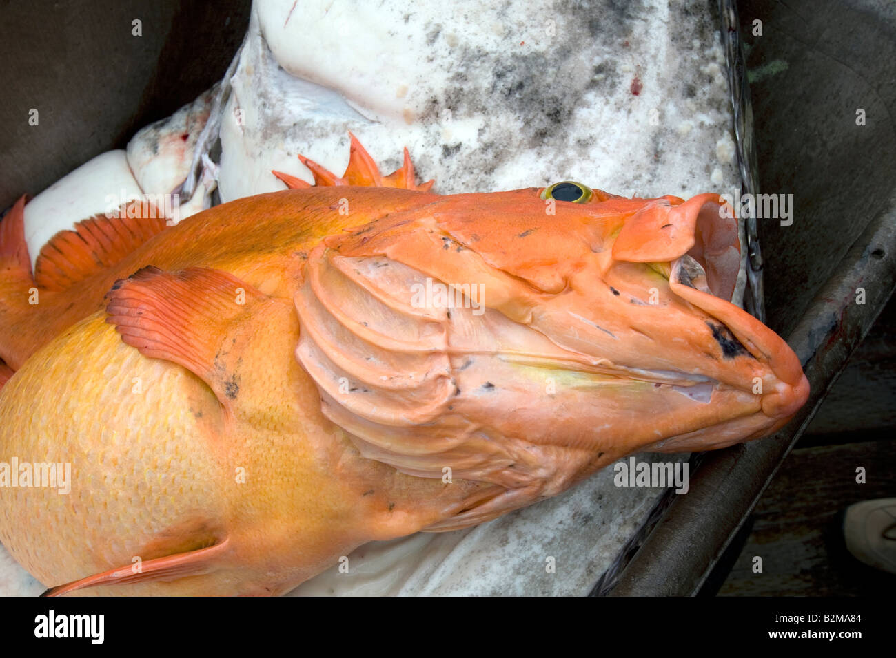 Shortraker rock-pesce, Alaskan pesce, pesce, Shortraker Rock-pesce, Sebastes borealis Foto Stock