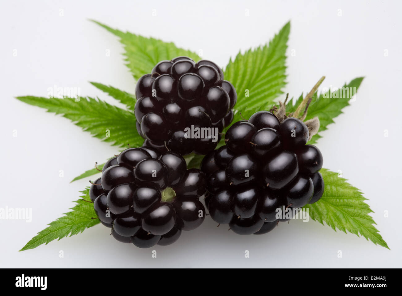 dewberry Foto Stock