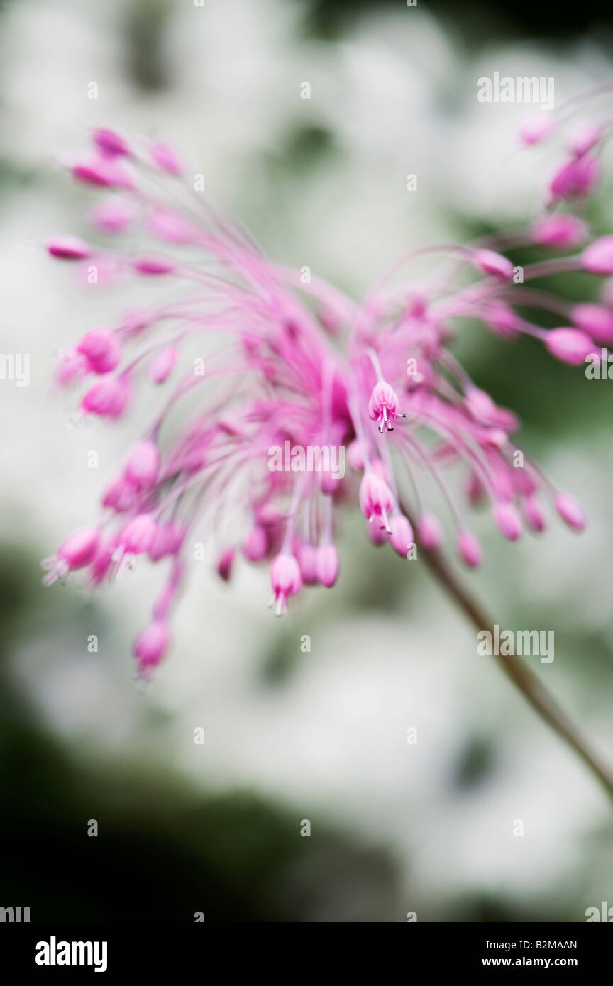 Allium carinatum subsp. pulchellum. Aglio Keeled fiori. Messa a fuoco selettiva Foto Stock