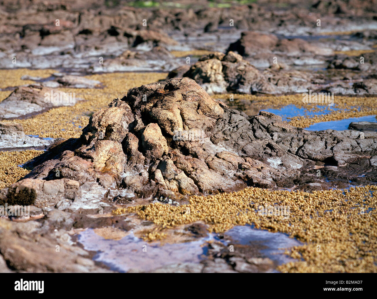 Ceppi di alberi, pietrificato, può essere chiaramente visto con la bassa marea, Curio Bay, Isola del Sud della Nuova Zelanda. Foto Stock