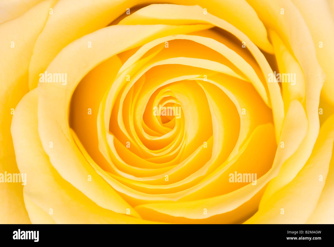 Close up dettaglio dei petali di una rosa gialla. Foto Stock