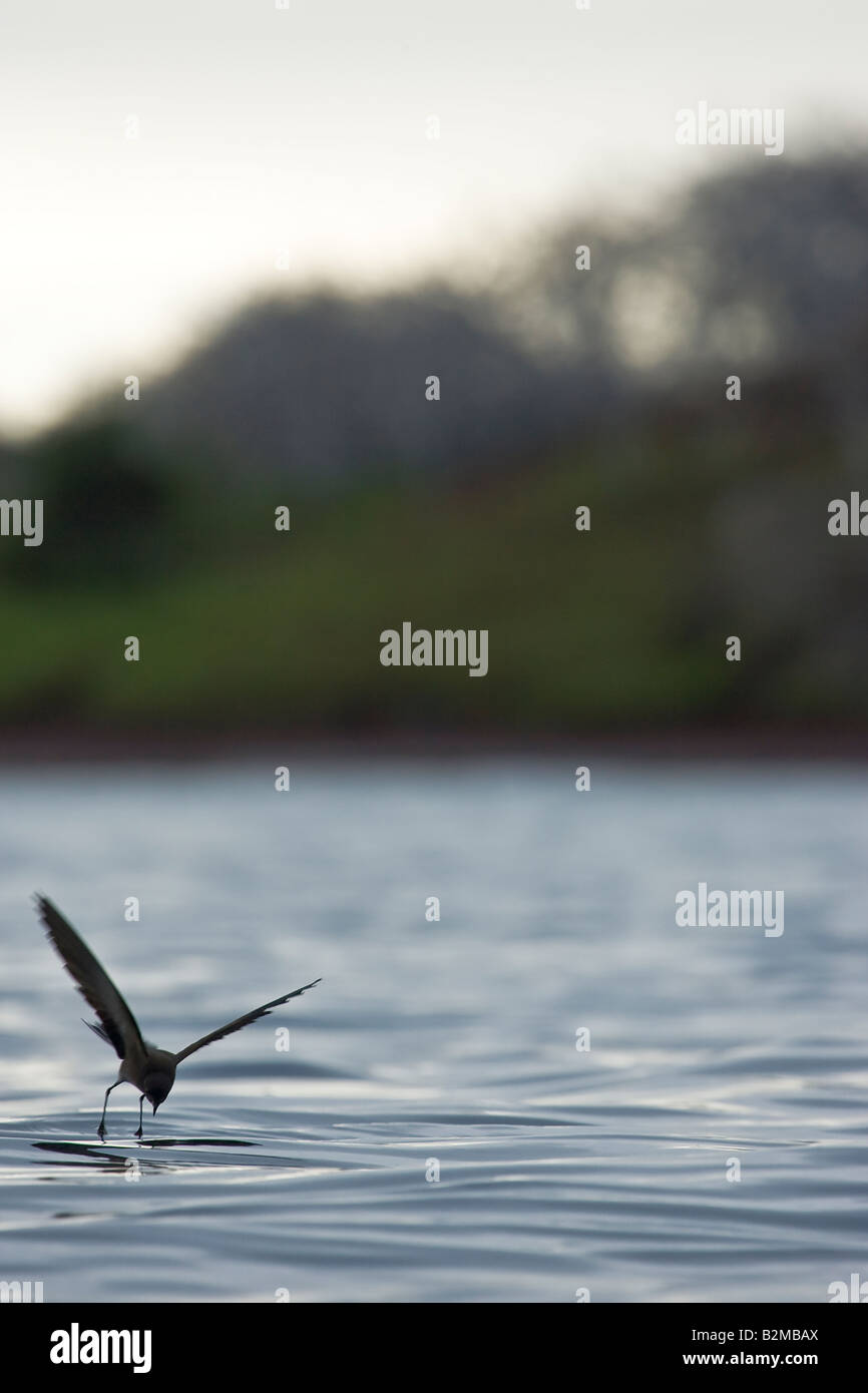 Dancing Elliot's Storm Petrel Foto Stock