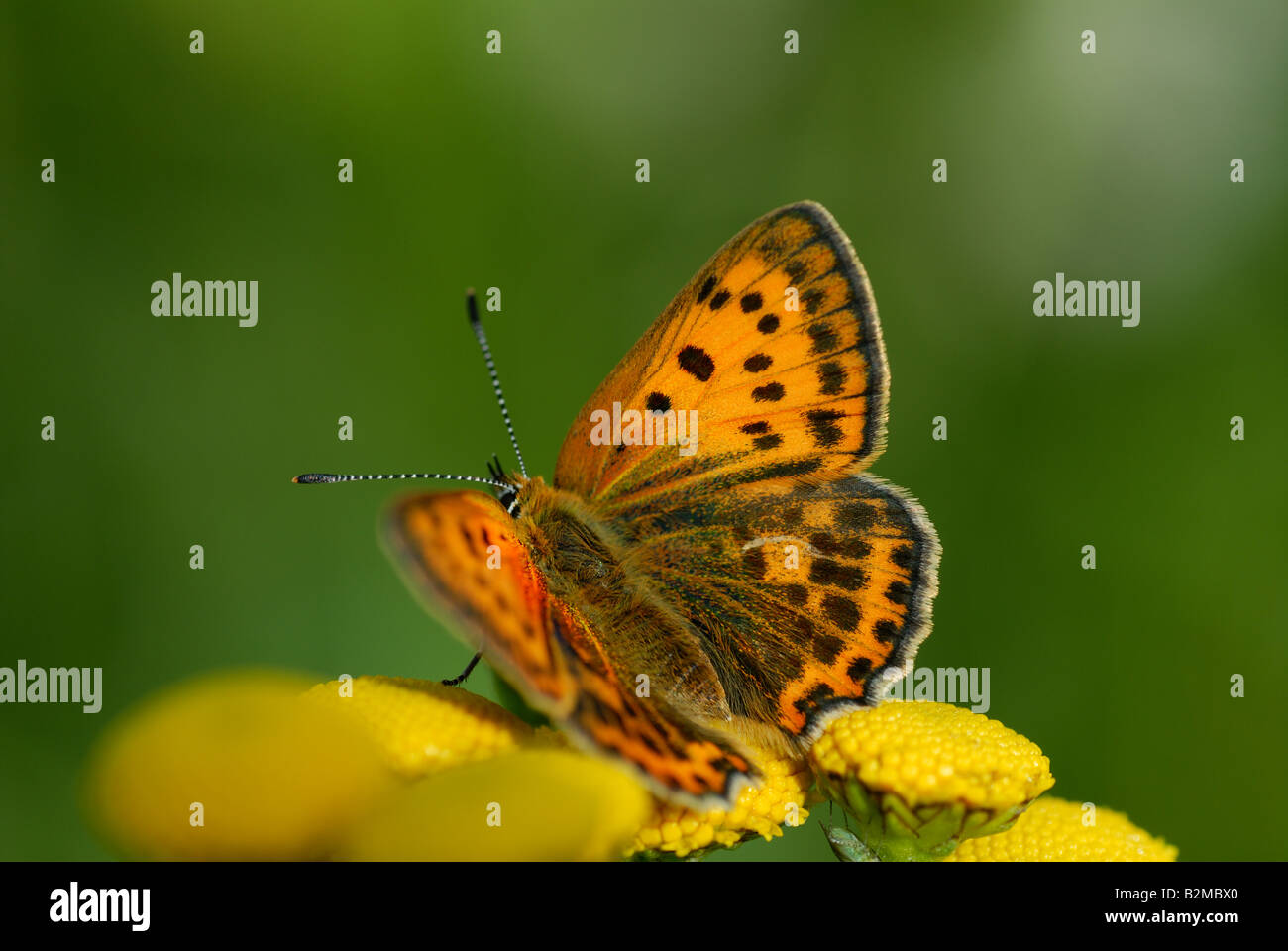 Femmina in rame scarse (Lycaena virgaureae) Foto Stock