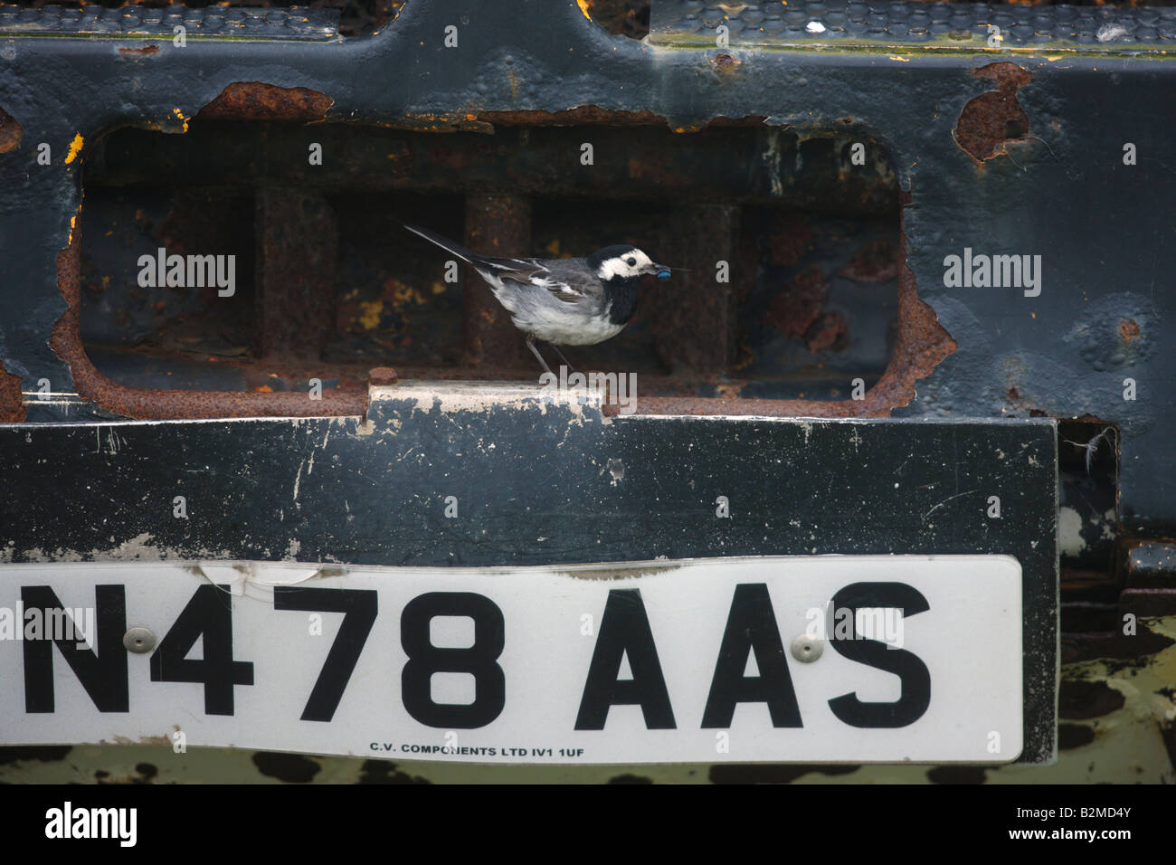 Pied wagtail Motacilla alba yarrellii nido femmina in camion Islay Scozia molla Foto Stock