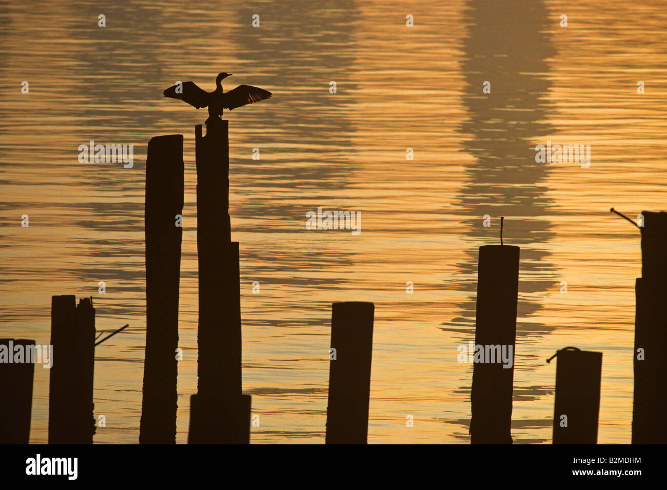 Cormorano stagliano su palificazioni lungo la Baia di Elliott a sunrise Seattle nello Stato di Washington STATI UNITI D'AMERICA Foto Stock