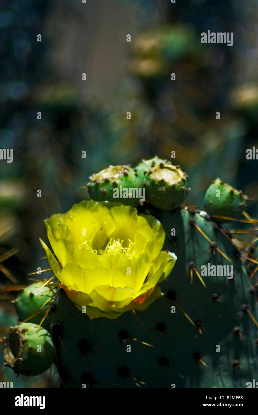 Messico, Matehuala, fiore giallo Cactus Nopal o Ficus Indica della famiglia Opuntia Foto Stock