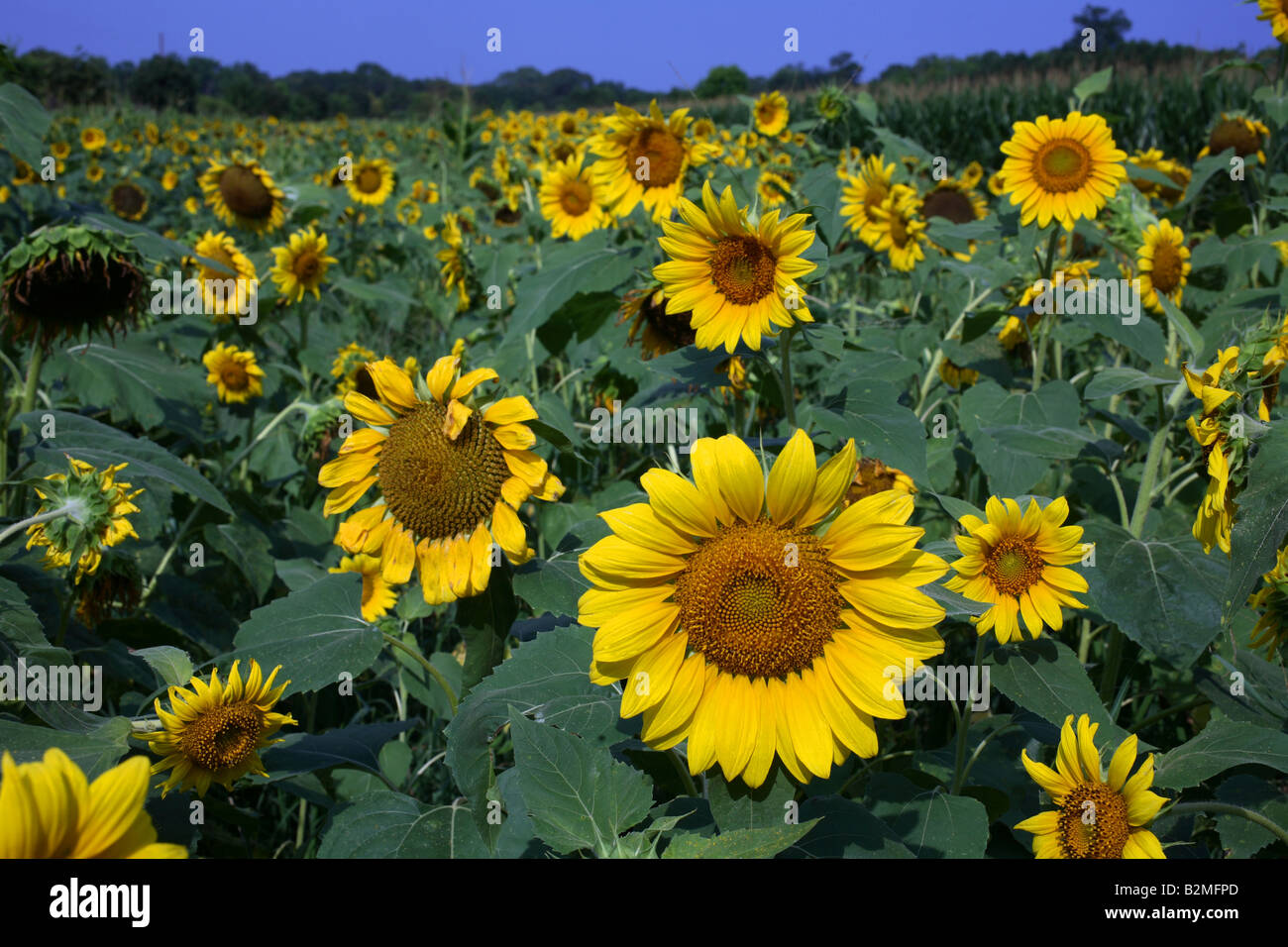 Girasoli crescono in un campo di John s Island SC Foto Stock