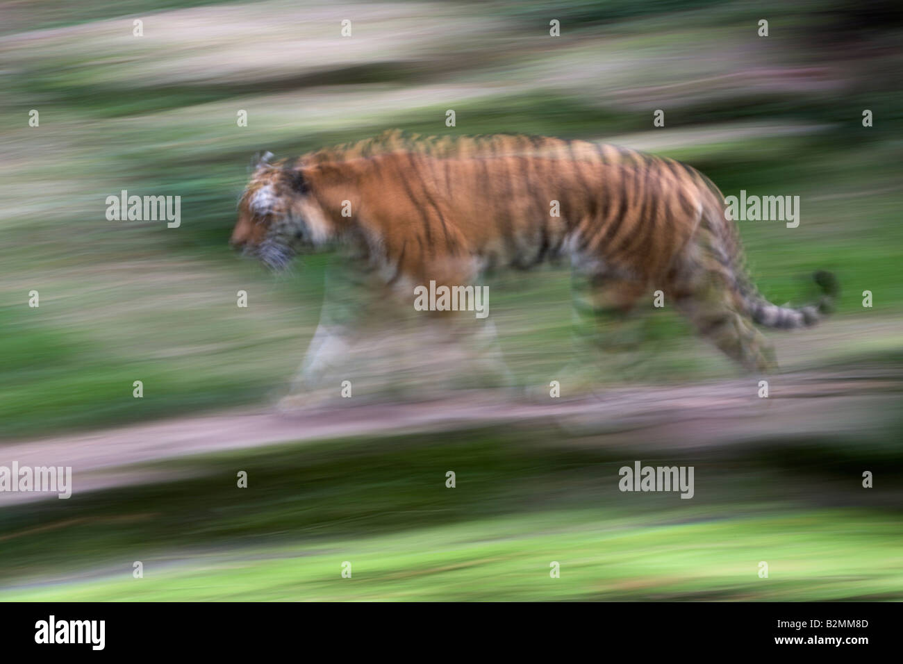 Tigre di Amur Panthera tigris altaica Sibirian Tiger Foto Stock