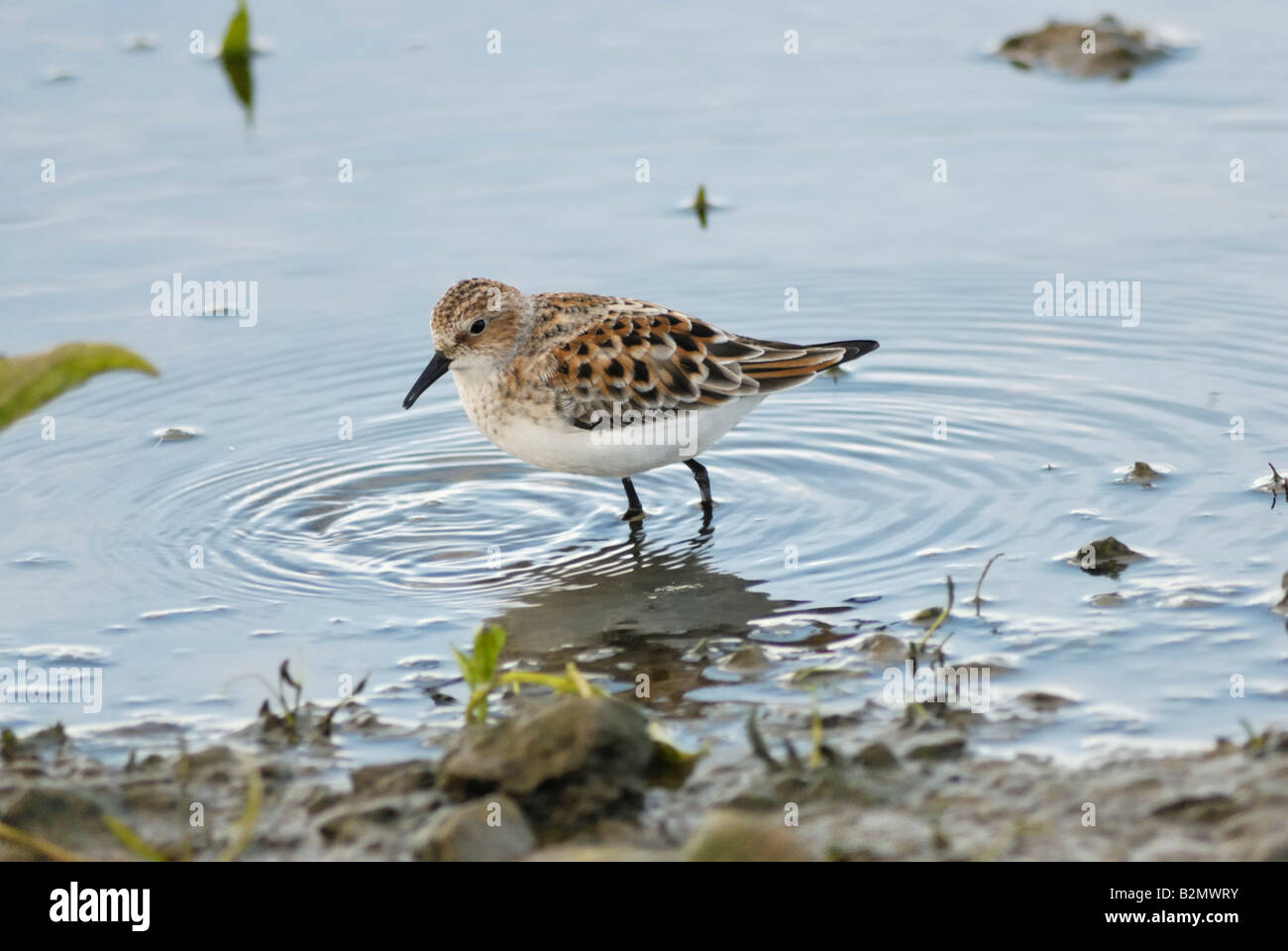 Little stint (Calidris minuta) Foto Stock