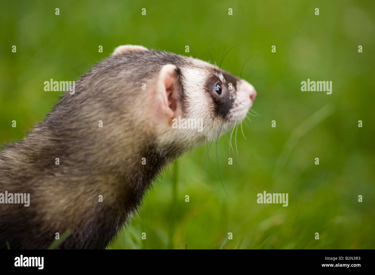 Colpo di Testa di singolo, maschio furetto domestico con sfondo verde. Foto Stock