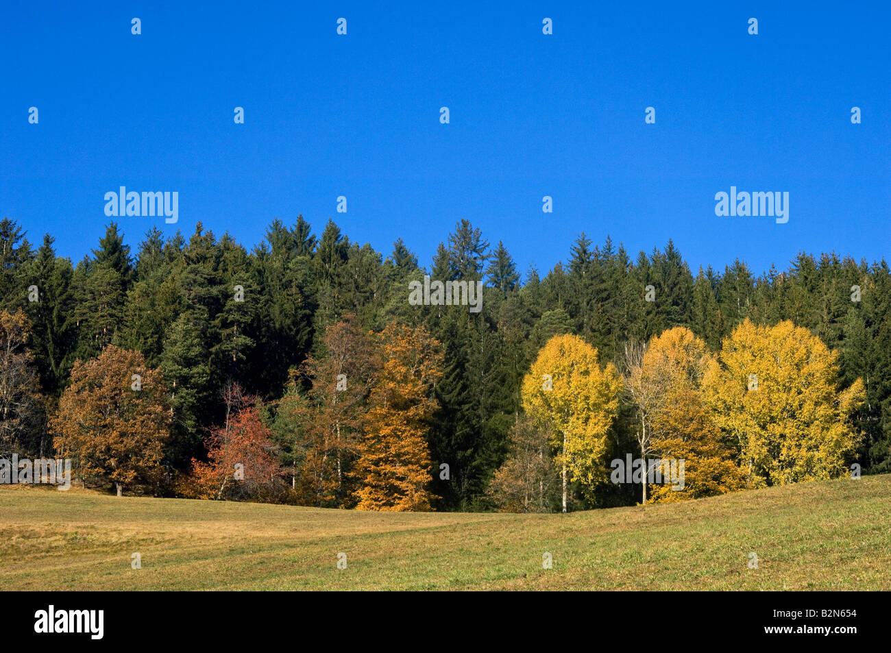 Legno di autunno a san giacomo (st. jakob) village, val di funes villnoss, Italia Foto Stock
