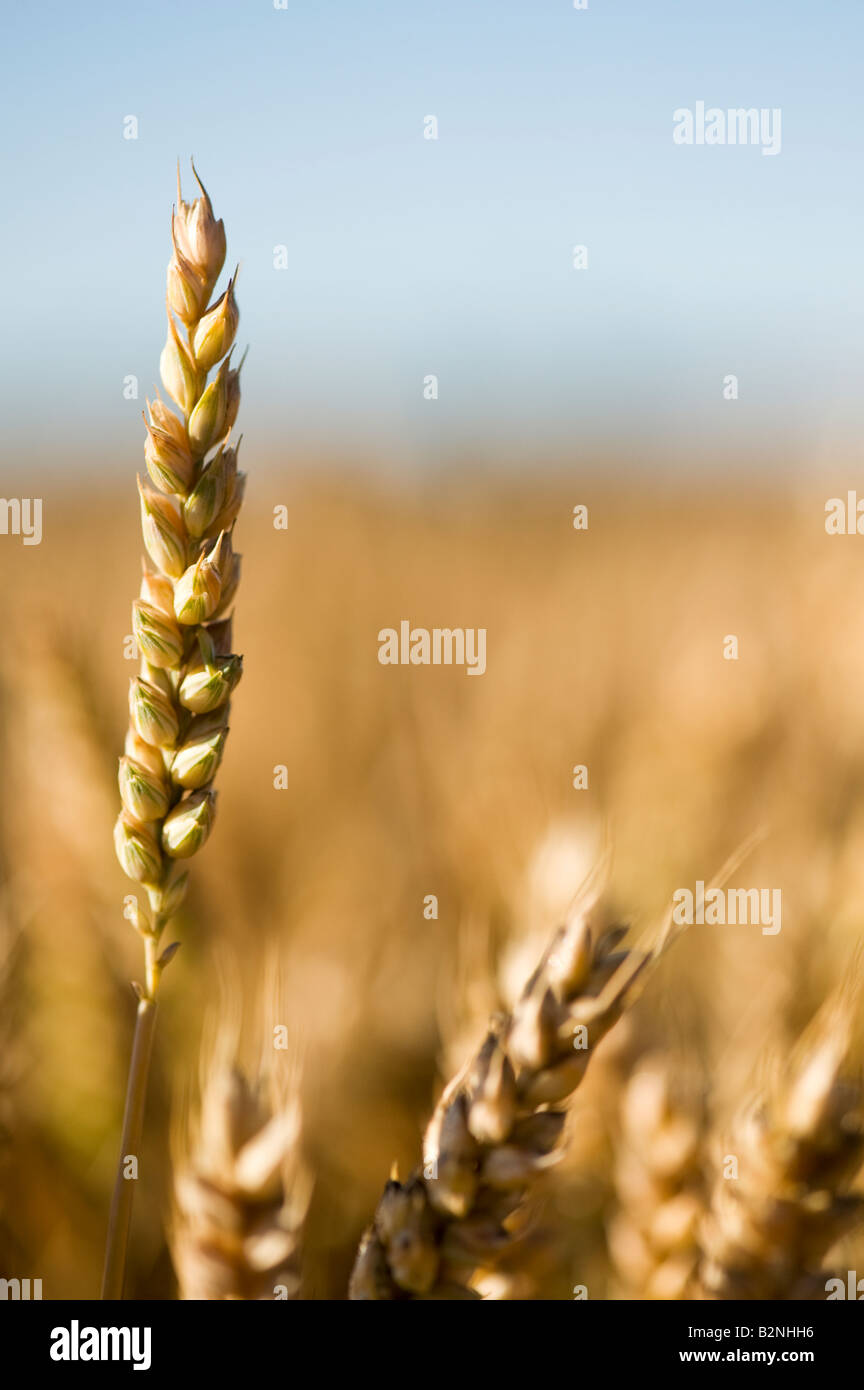 Triticum aestivum. Il grano in un campo nella luce del mattino. Oxfordshire, Regno Unito Foto Stock
