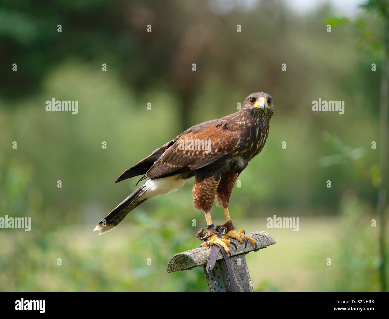 I falconieri kite seduta sul post Foto Stock